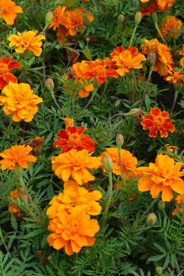 French Marigolds - stop nematodes from damaging tomatoes