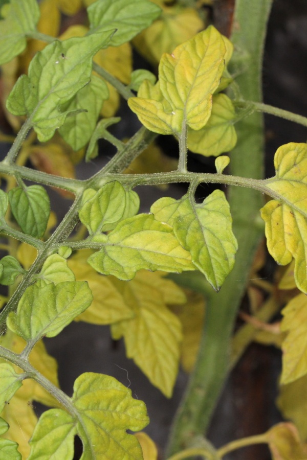 Yellowing tomato leaves