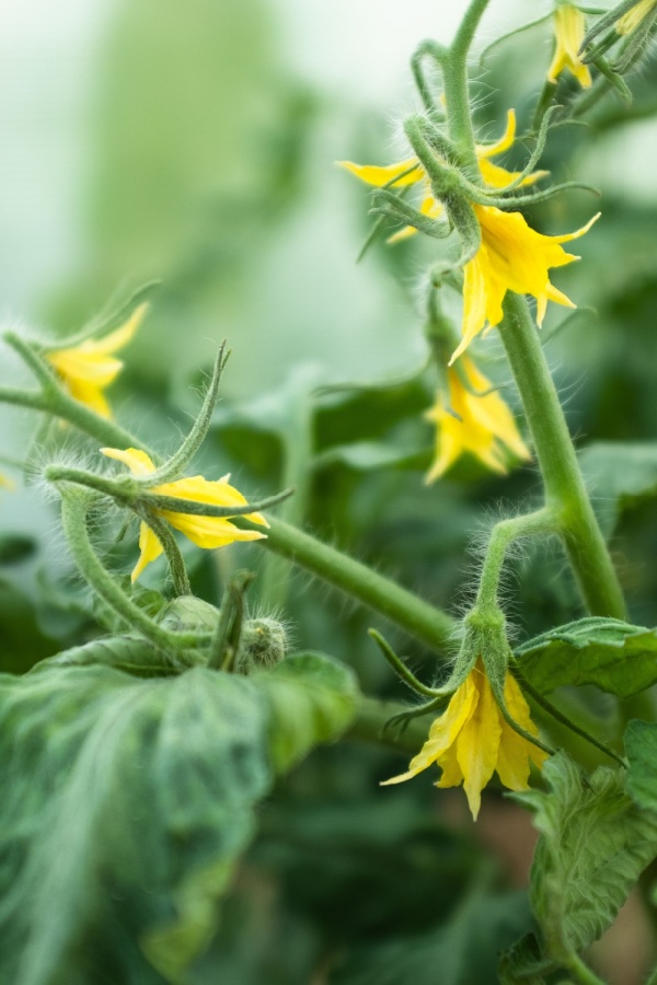 Tomato plant blooms