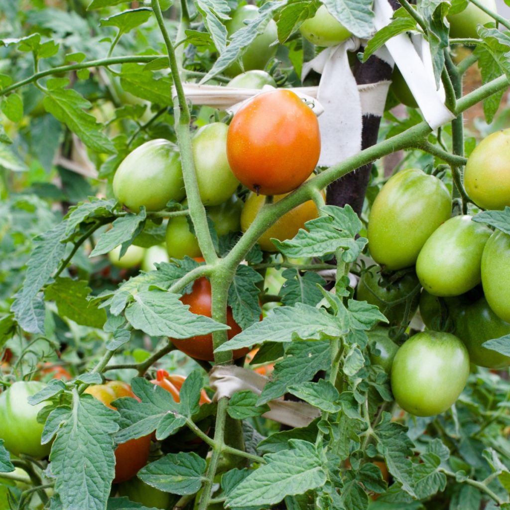 tomatoes on a plant - ripen late tomatoes off the vine