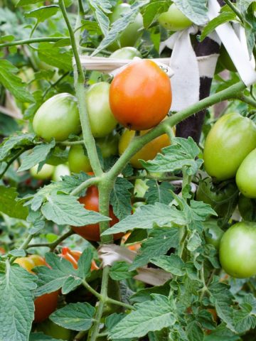 tomatoes on a plant - ripen late tomatoes off the vine