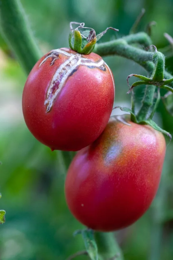 Split tomatoes - ripen late tomatoes off the vine