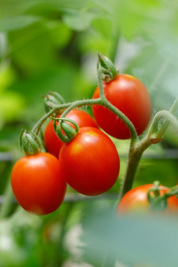 grape tomatoes