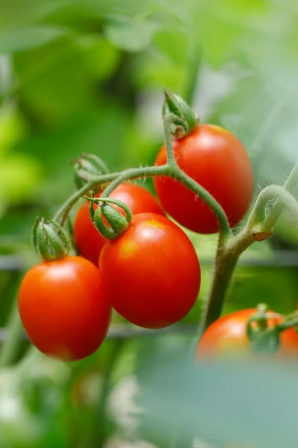 grape tomatoes