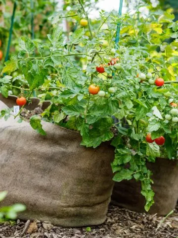 Tomato plants growing in containers in potting soil