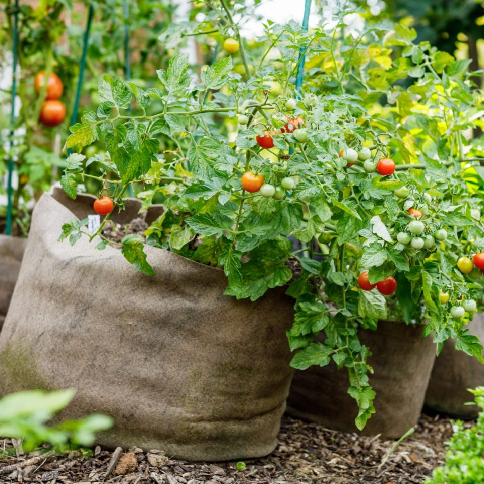 How To Recycle Potting Soil From Tomato Pots & Containers