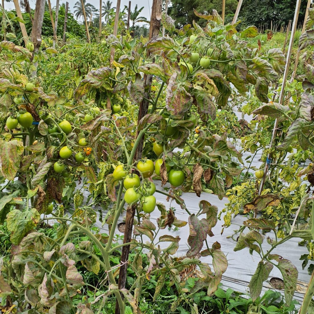 tomato plants grow better