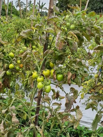 tomato plants grow better