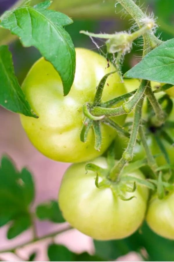 green tomatoes on vine