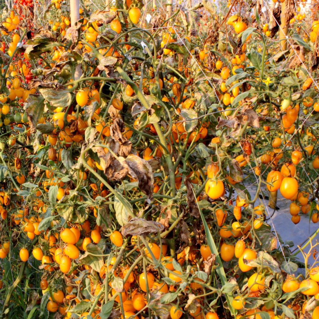 tomato plants grow better