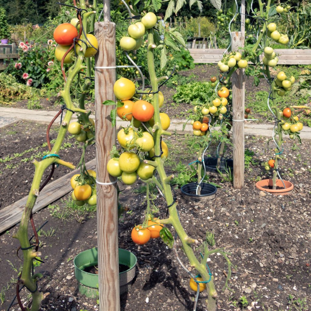 recharge the soil where tomatoes grew