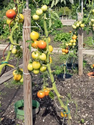 recharge the soil where tomatoes grew