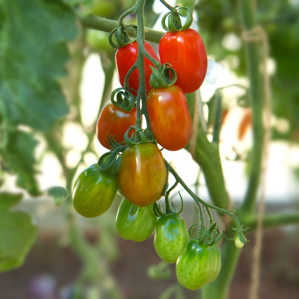 grow red torch tomato plant