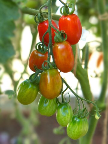 grow red torch tomato plant