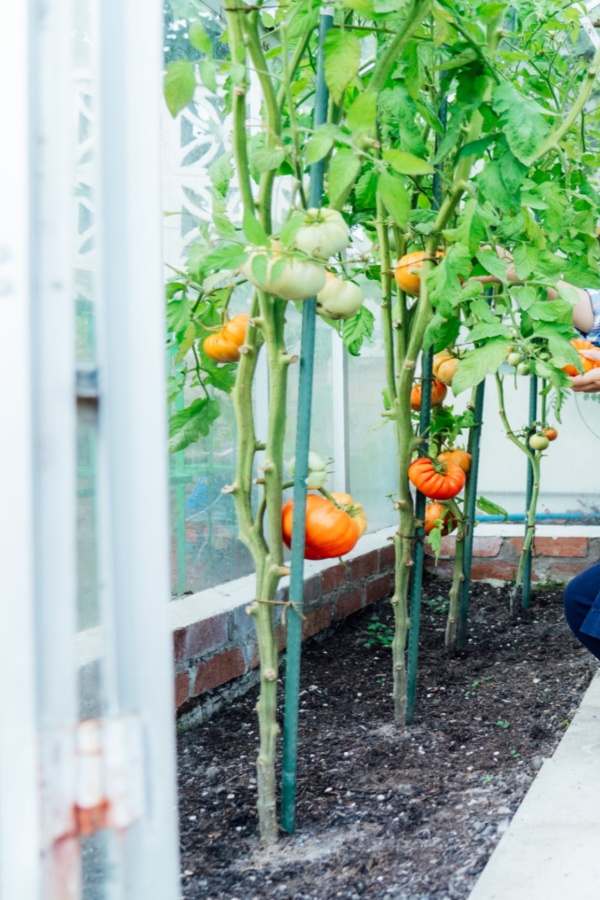 harvesting tomatoes in a greenhouse