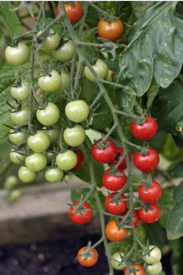 sweet million tomatoes growing in a greenhouse