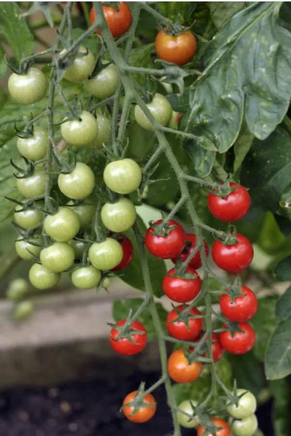 sweet million tomatoes growing in a greenhouse