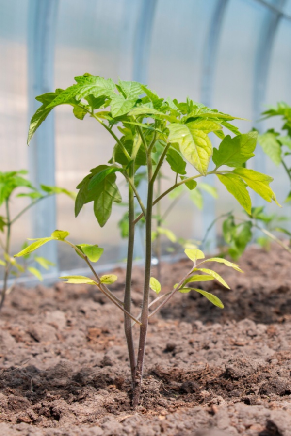 pruning tomato plant