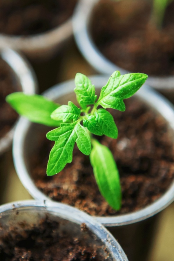 tomato seedling 
