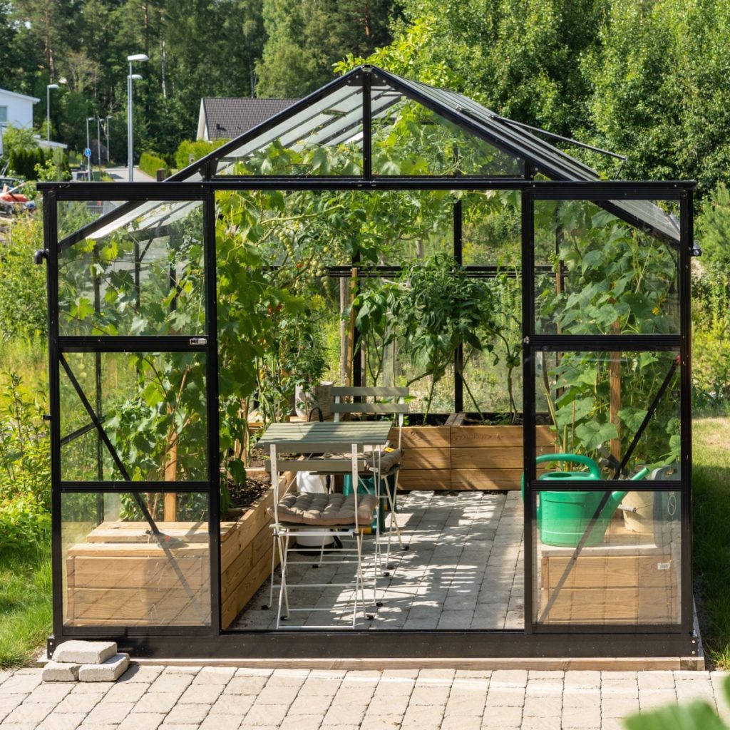 grow tomatoes in a greenhouse