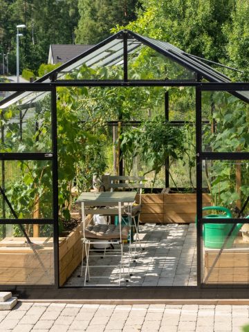 grow tomatoes in a greenhouse