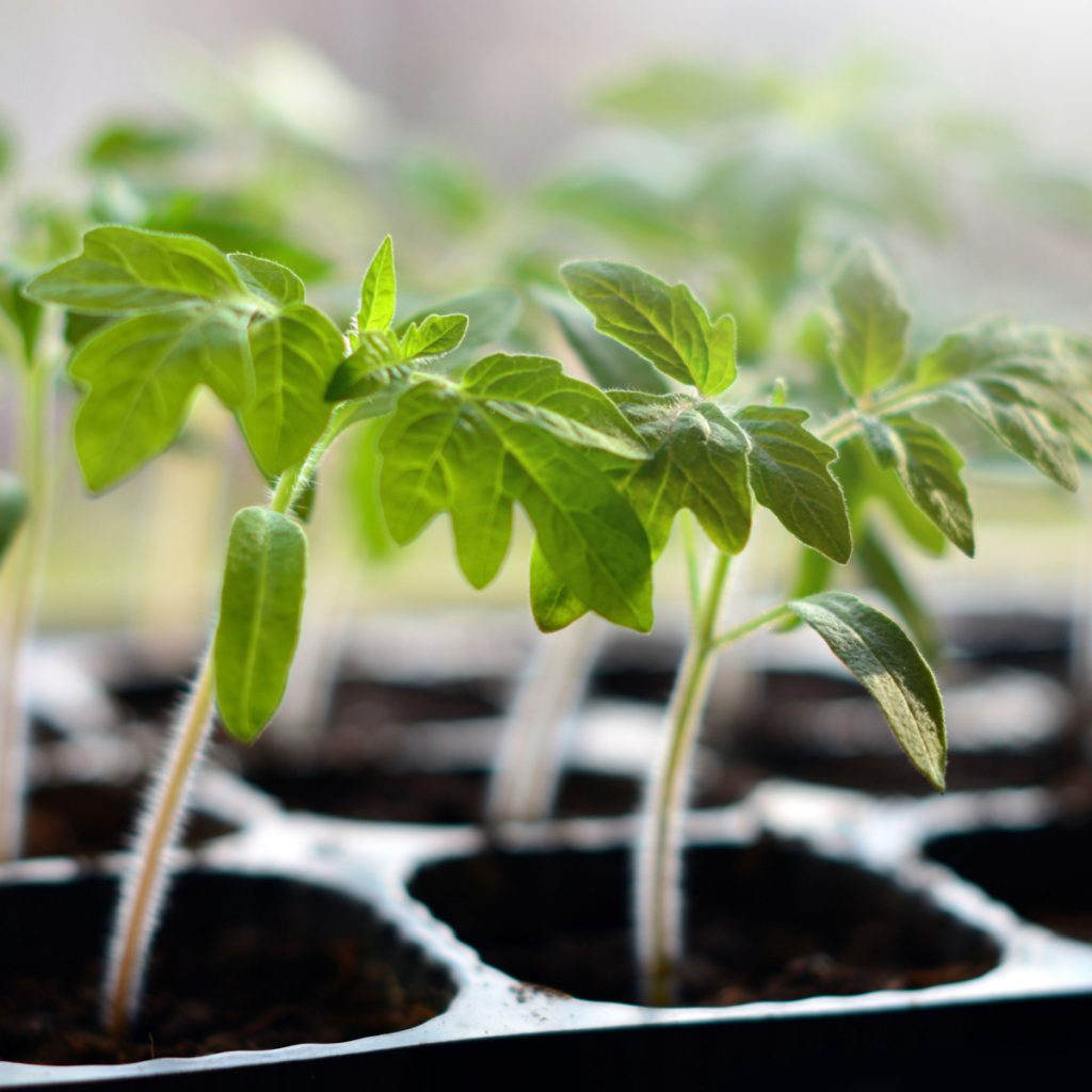 what you need to start tomato seeds indoors