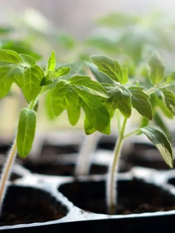 what you need to start tomato seeds indoors