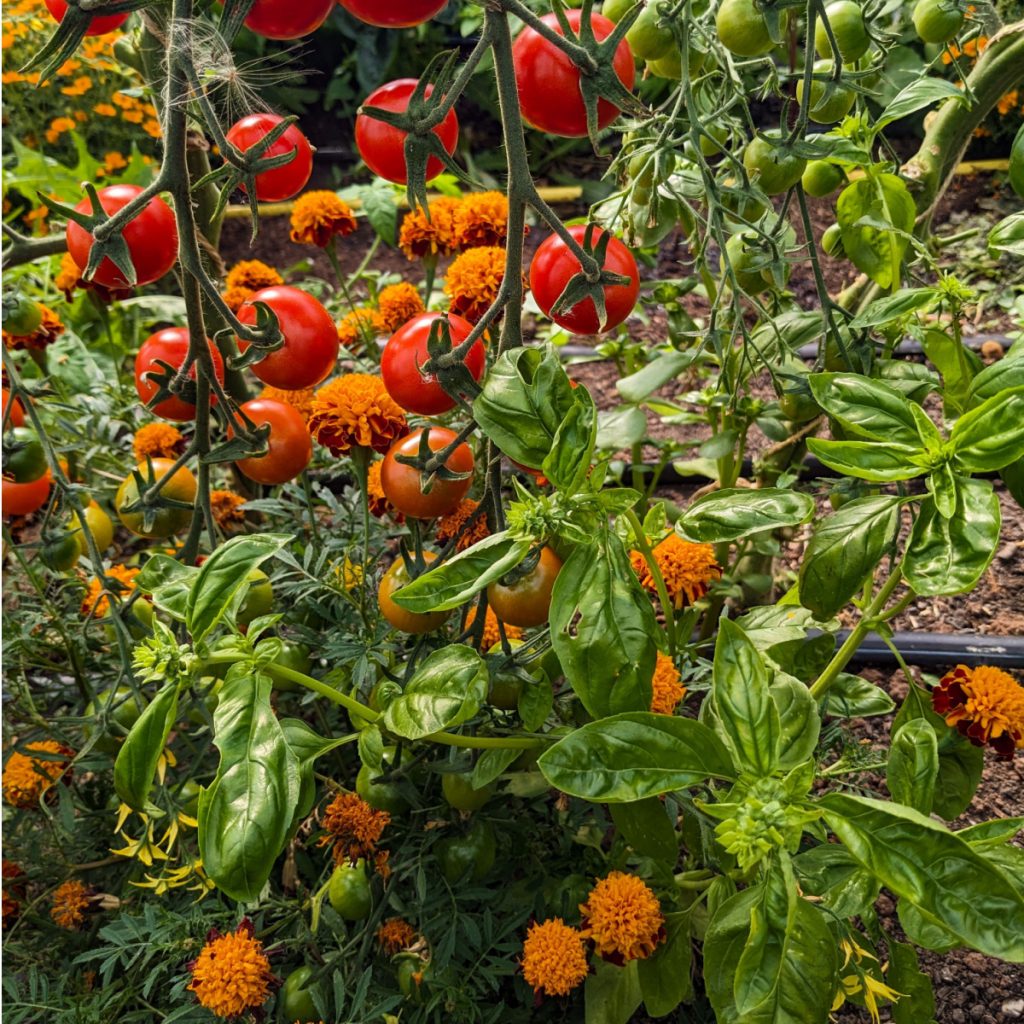 companion plants for tomatoes