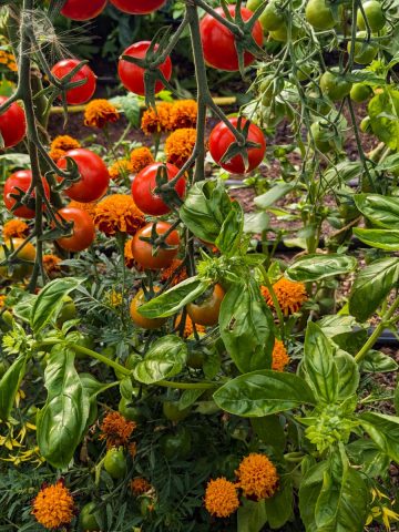 companion plants for tomatoes