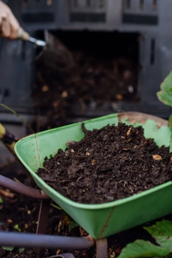 compost for tomato seed starting soil