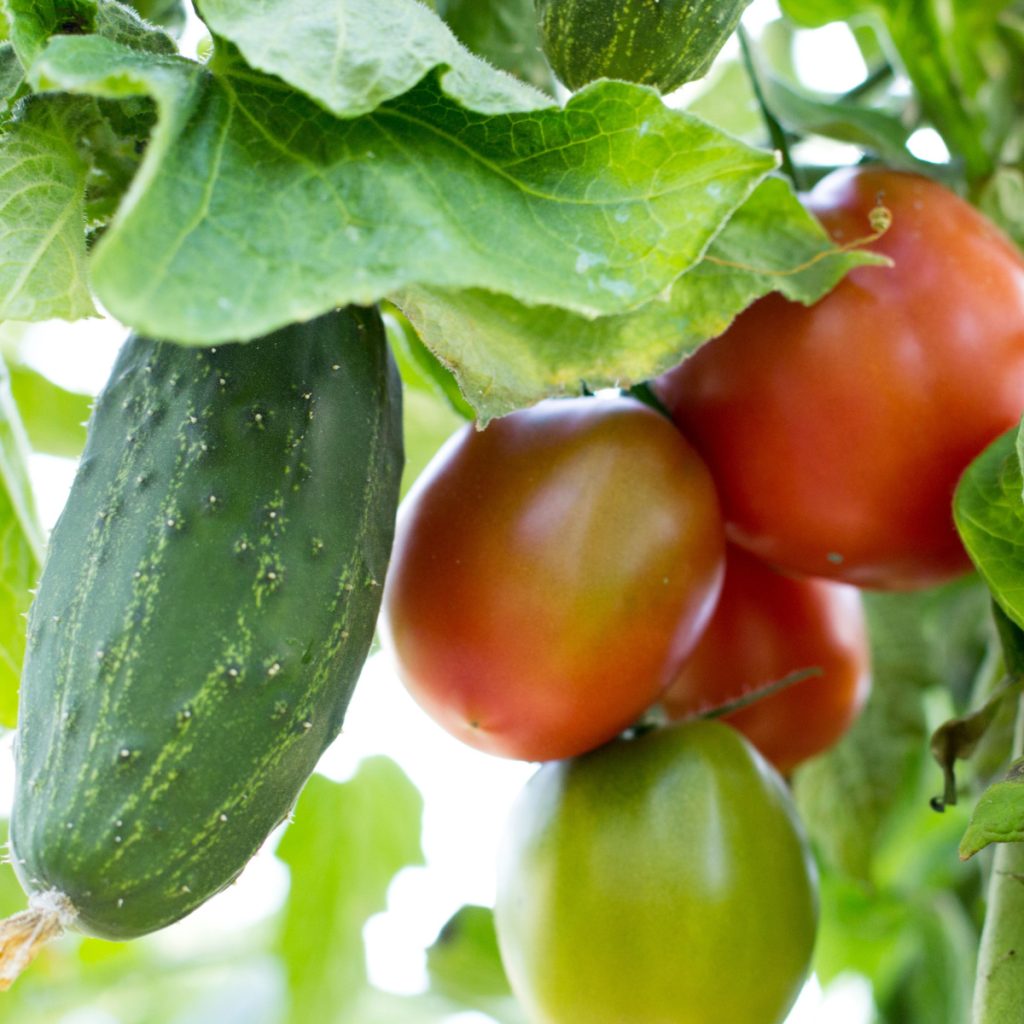 plants to never grow near tomatoes