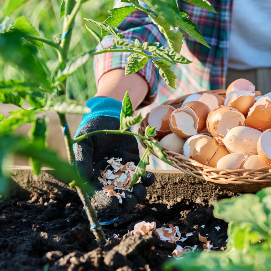 best way to use egg shells with tomato plants