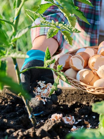 best way to use egg shells with tomato plants