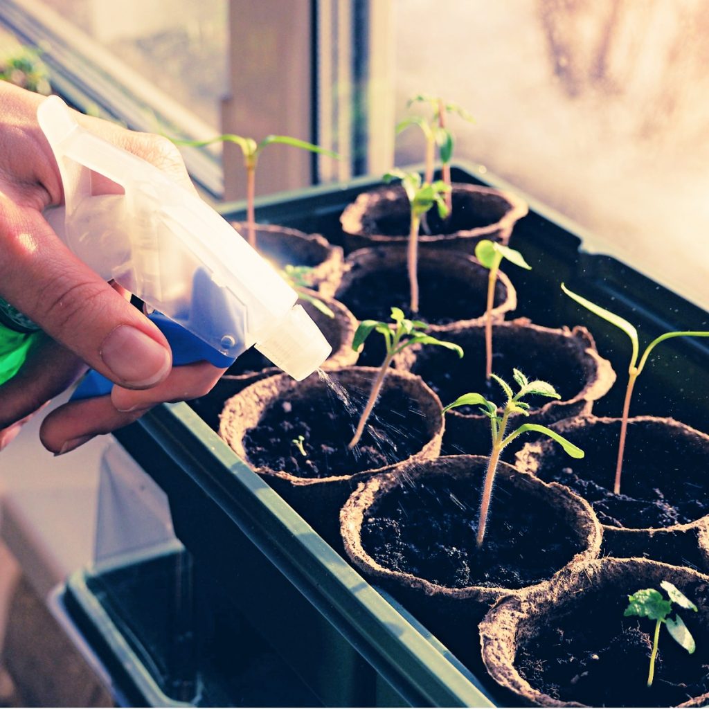 fertilize tomato seedlings