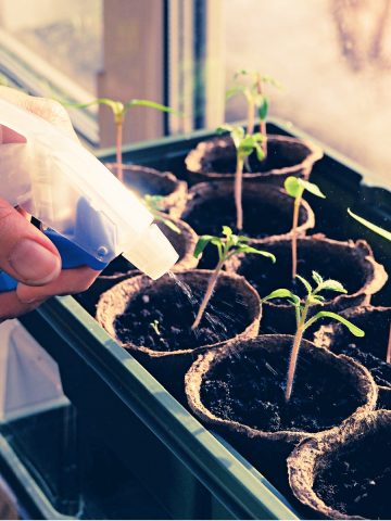 fertilize tomato seedlings