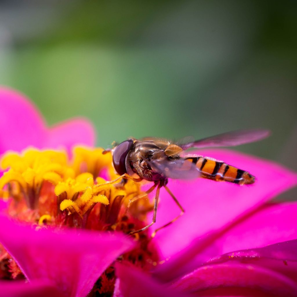 hoverflies - companion planting