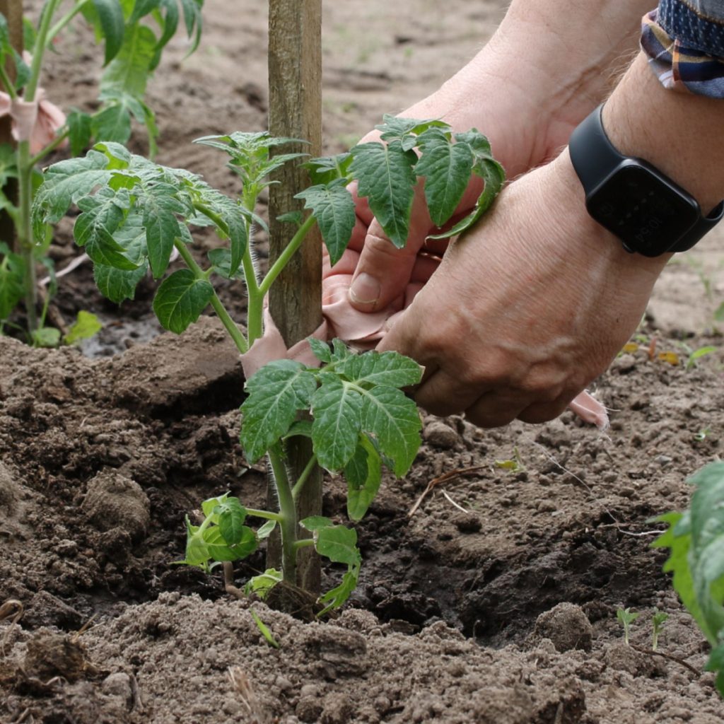 tomato planting hole