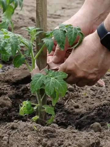 tomato planting hole