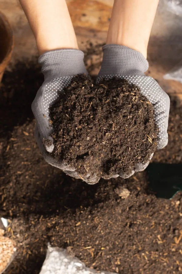 seed soil