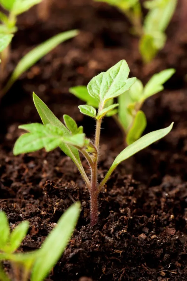 small tomato plant