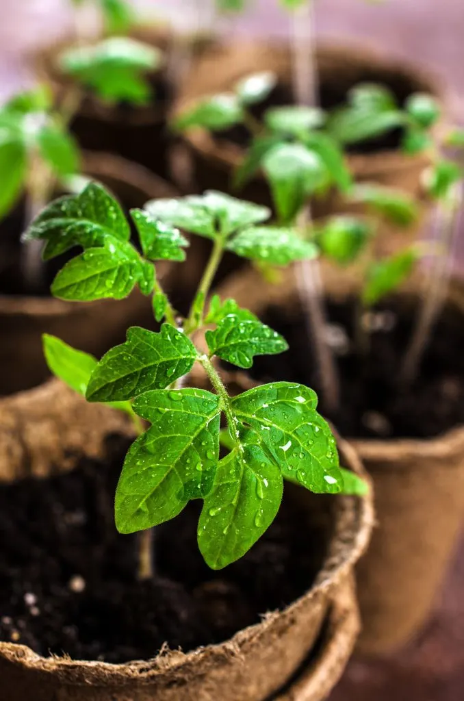 wet tomato seedlings