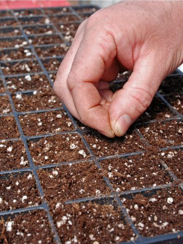 tomato seed starting soil