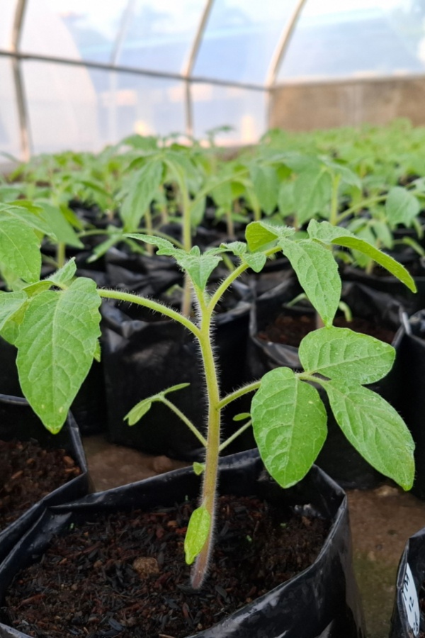 tomato transplant