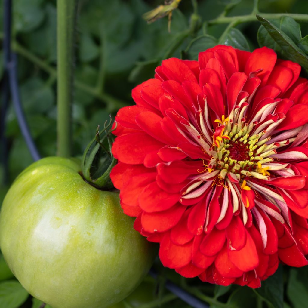 grow zinnias with tomato plants