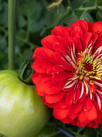 grow zinnias with tomato plants