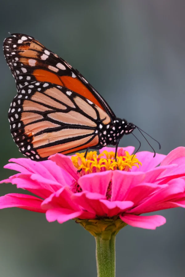 zinnias and butterflies