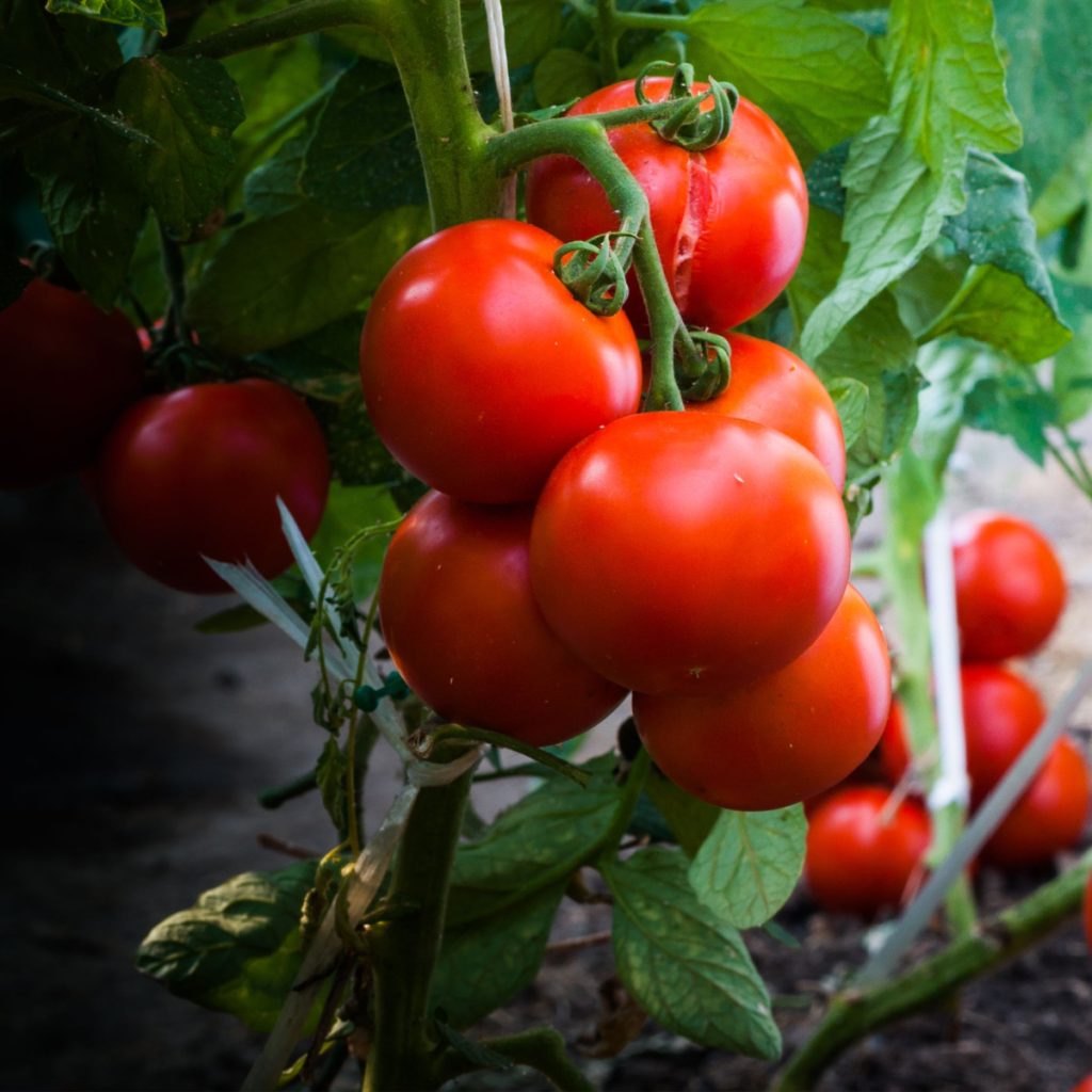 compost to power tomato plants