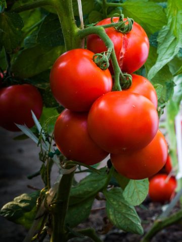 compost to power tomato plants