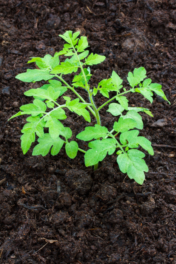 compost around tomato plants as a mulch