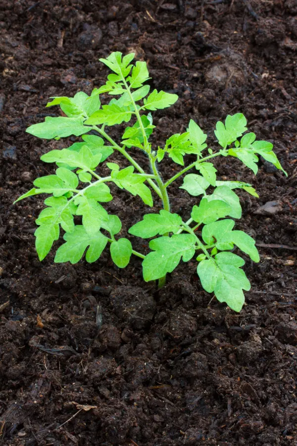 compost around tomato plants as a mulch